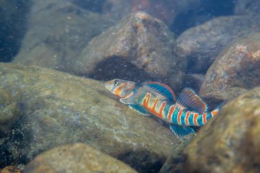 Şeker dartı nehir yatağında sergileniyor 