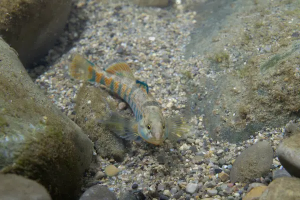 Gökkuşağı gözü Nehir yatağında beliriyor