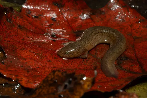 Kırmızı yapraklı bir semender.