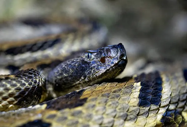Ormanda çıngıraklı yılan var.