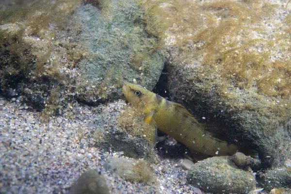 Tippecanoe darter Bir nehrin dibinde