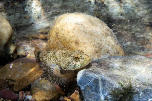 Nehrin dibindeki benekli heykel