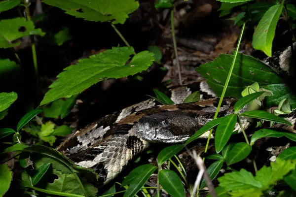 Timber çıngıraklı yılan pusuda bekliyor.