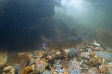 Kayalık bir nehirde yüzen siyah kırmızı at