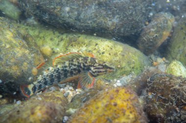 Kayalık bir nehir yatağında sergilenen kırmızı çizgi dartı
