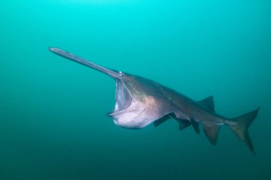 Amerikan kürek balığı gölde planktonla besleniyor.