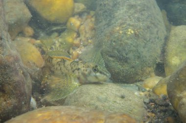 Taşlı bir nehir yatağında sergilenen dartçı