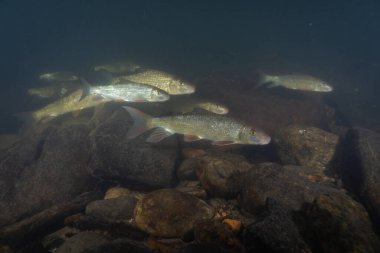 Nehirde yüzen büyük bir siyah kırmızı at sürüsü