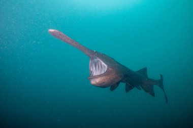 Amerikan kürek balığı gölde planktonla besleniyor.