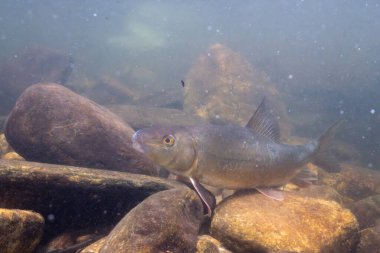 Yüzgeçleri uzatılmış siyah kırmızı at.