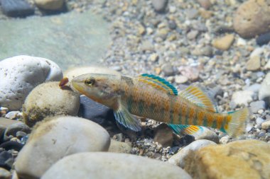 Gökkuşağı dartı pebblee 'yi kontrol ediyor