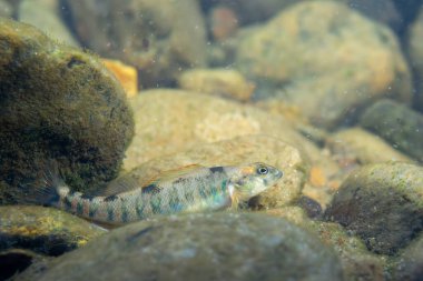 Dişi şeker dartı nehir yatağında 