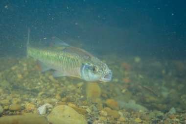 Kumlu dere yatağında erkek çizgili göz morluğu