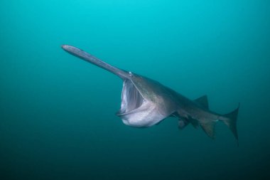 Amerikan kürek balığı gölde planktonla besleniyor.