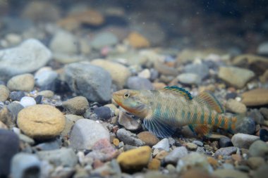 Nehir yatağında sergilenen gökkuşağı gözü.