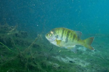 Florida Springs 'in berrak sudaki mavi gagası