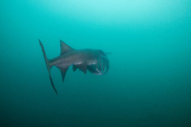Amerikan kürek balığı gölde planktonla besleniyor.