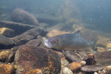 Siyah kırmızı at nehir yatağında besleniyor.