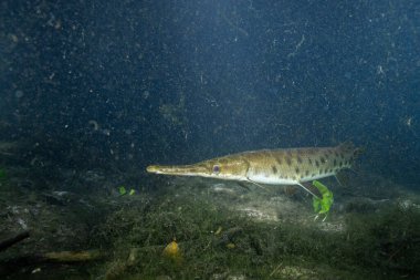 Florida garı gizli ve karanlık sularda yüzüyor 