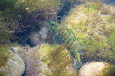 Bir nehrin dibinde sergilenen bant dartı.