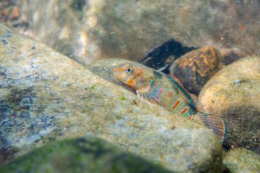 Nehir yatağında şeker okçusu