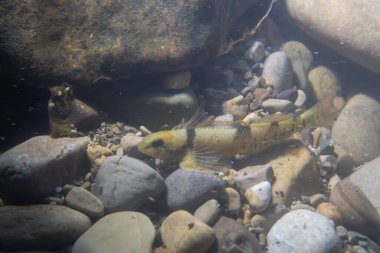 Kayalık bir nehir yatağında çeşitli dartlar sergileniyor.