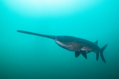 Mavi gölde ağzı kapalı yüzen Amerikan kürek balığı.