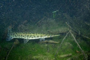 Florida garı gizli ve karanlık sularda yüzüyor 