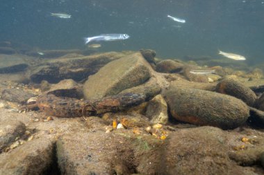 Tepesinde balıklar yüzen Doğu cehennem bükücü.