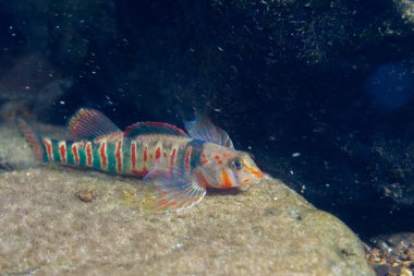 Güzel şeker dartı nehir yatağında sergileniyor.