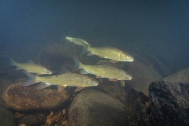 Nehirdeki siyah kırmızı at sürüsü