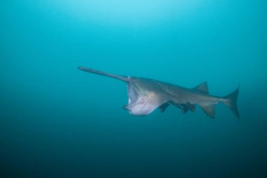 Amerikan kürek balığı gölde planktonla besleniyor.