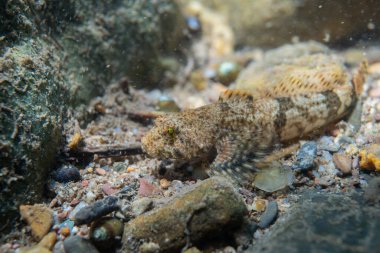 Nehrin dibindeki benekli heykel