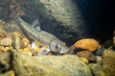 Dere yatağında küçük bir balık.