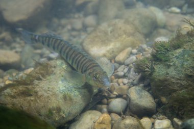 Loglevrek dartı kayalık bir nehir yatağında yiyecek arıyor.