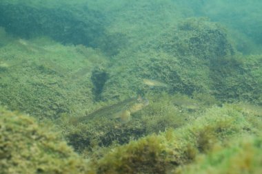 Gölün dibindeki istilacı keçi balığı. 