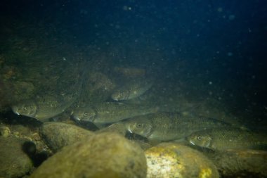 Nehirdeki bir grup merkez stoneroller balığı