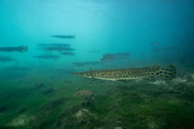 Florida 'nın büyük okulu açık baharda