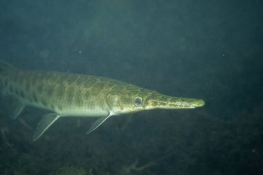 Florida 'nın kapanışı Karanlık baharda 