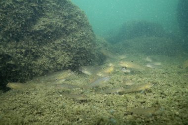 Gölün dibinde istilacı yuvarlak kemirgenler var. 