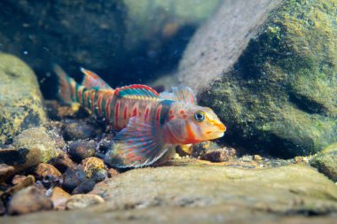 Güzel şeker dartı nehir yatağında sergileniyor.