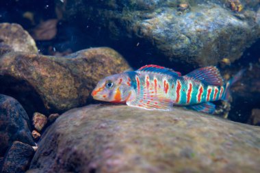 Güzel şeker dartı nehir yatağında sergileniyor.