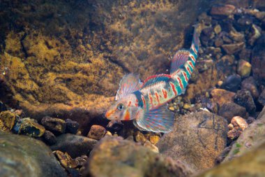 Şeker dartı nehir yatağında sergileniyor 