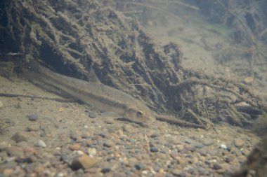 Dere yatağında küçük bir balık.