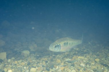 Kumlu dere yatağında erkek çizgili göz morluğu
