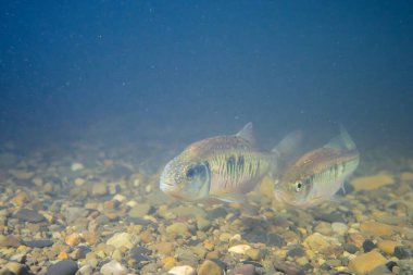 Kumlu bir dere yatağında kadın ve erkek çizgili bir morluk. 