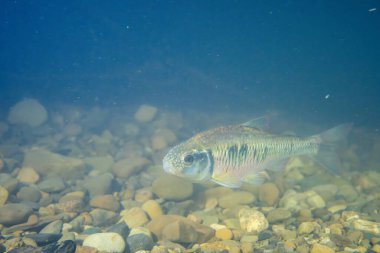 Kumlu dere yatağında erkek çizgili göz morluğu