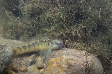 Fantail darter nehir yatağında sergileniyor