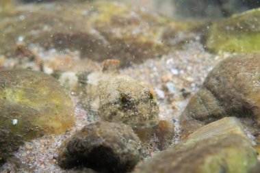 Nehrin dibindeki benekli heykel