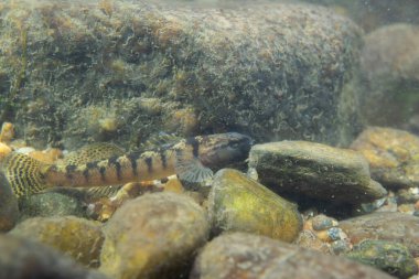 Fantail darter nehir yatağında sergileniyor